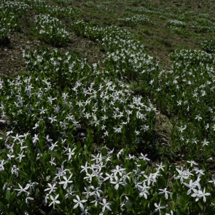 Vinca erecta